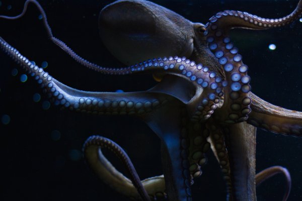 Kraken at17
