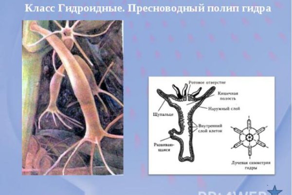 Кракен 22
