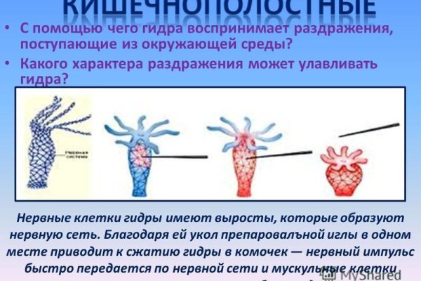 Что за приложение кракен