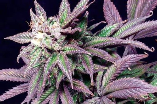 Krakin12 at
