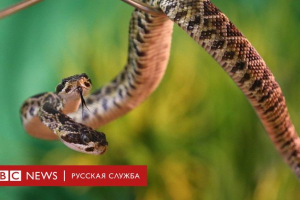 Зеркала сайта кракен tor
